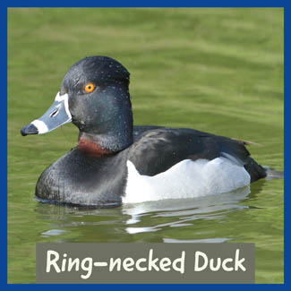 Ring-necked Duck